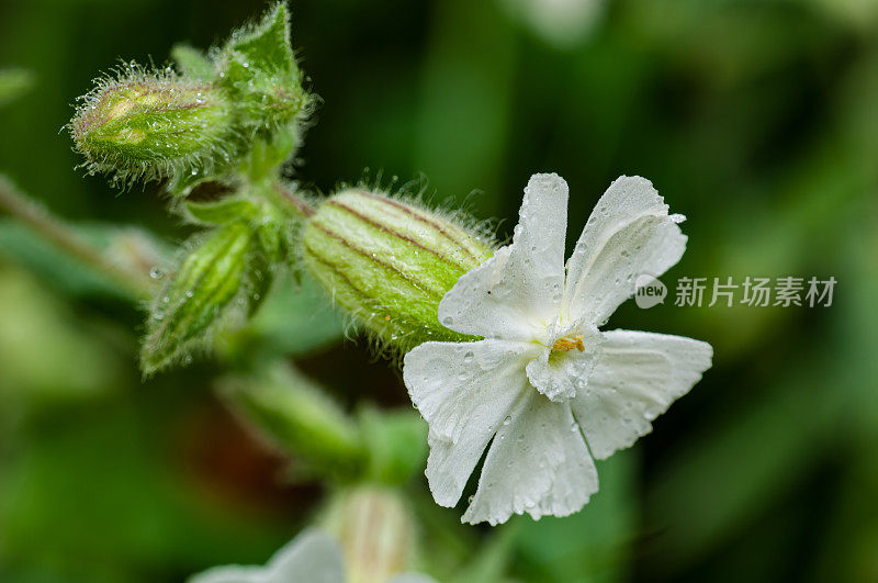 白色Campion, lychis alba, Silene latifolia;苏必利尔湖州立森林，靠近纽伯里，上半岛，密歇根州。从欧洲引进。石竹科。